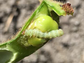 枝豆の中に入って食害するシロイチモジマダラメイガ