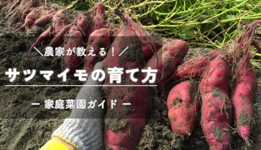 サツマイモの育て方と栽培のコツ