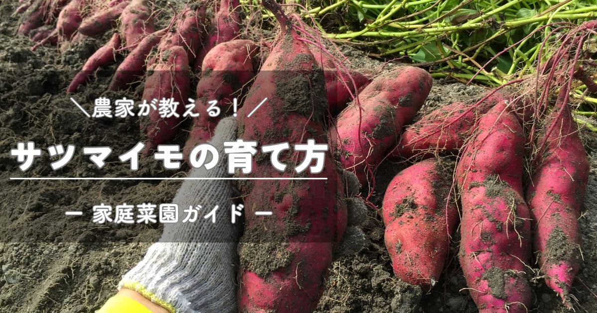 【福岡　週末農業】サツマイモのつる返しのやり方は？