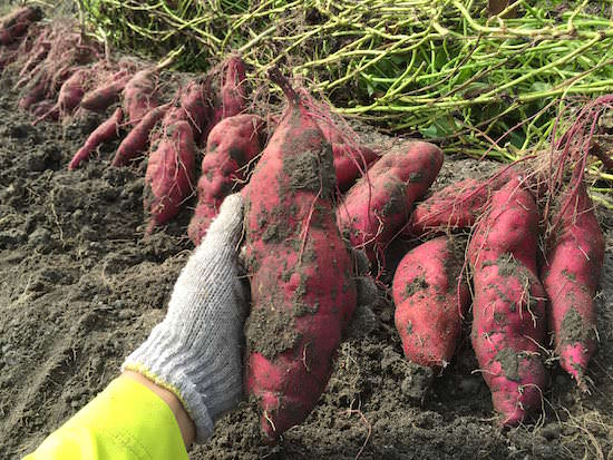 sweet-potato-top.jpg サツマイモ栽培