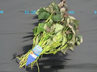 sweet-potato01-2.jpg サツマイモ(安納芋)の苗