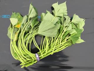 sweet-potato01.jpg サツマイモ(鳴門金時)の苗