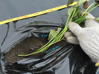 sweet-potato03.jpg サツマイモ苗の植え付け