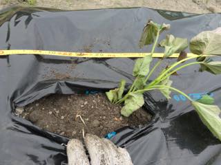 sweet-potato04.jpg サツマイモ苗の植え付け