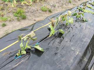 sweet-potato05.jpg サツマイモ苗の植え付け