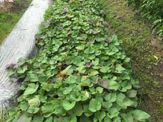 sweet-potato06.jpg サツマイモのつるが茂っている状態