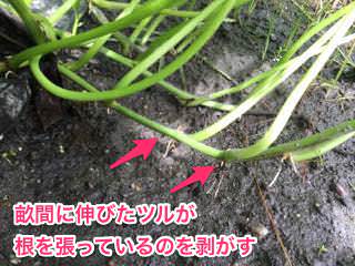 sweet-potato07.jpg サツマイモのつるが畝間に根を張っている