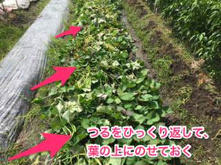 sweet-potato08.jpg サツマイモのつる返し