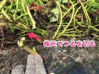 sweet-potato09.jpg サツマイモのつるを刈り取る