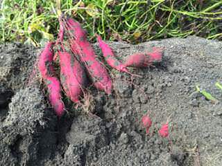 sweet-potato12.jpg 掘り起こしたサツマイモ
