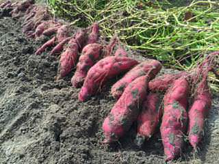 sweet-potato13.jpg 収穫したサツマイモ