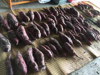 sweet-potato14.jpg 掘ったサツマイモは乾かす