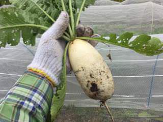 辛み大根「味辛」