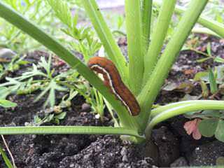 ニンジンについたヨトウムシ