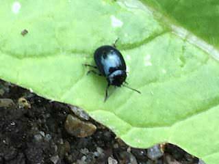 ダイコンハムシの成虫