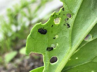 ミブナを食害するダイコンハムシの幼虫
