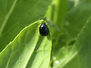 ミブナを食害するダイコンハムシの成虫