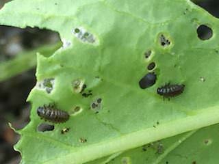 ミズナを食害するダイコンハムシの幼虫