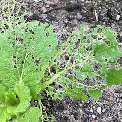 ダイコンハムシの幼虫に食害されて穴だらけになったハクサイ
