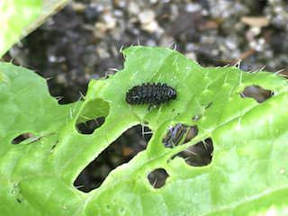 ハクサイを食害するダイコンハムシの幼虫