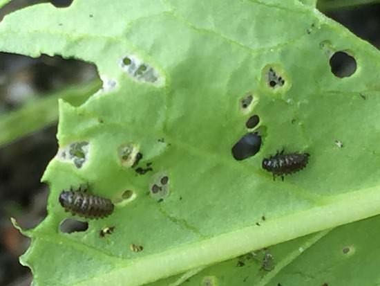ダイコンハムシ(ダイコンサルハムシ)の幼虫