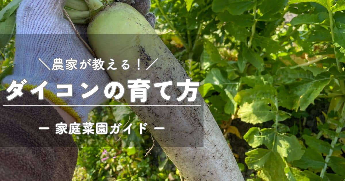 ダイコン（大根）の育て方と栽培のコツ | やまむファーム