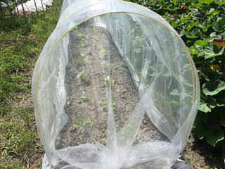 ダイコンに防虫ネット