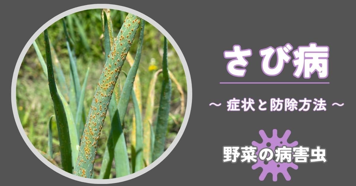 さび病｜症状の見分け方・発生原因と防除方法 | やまむファーム