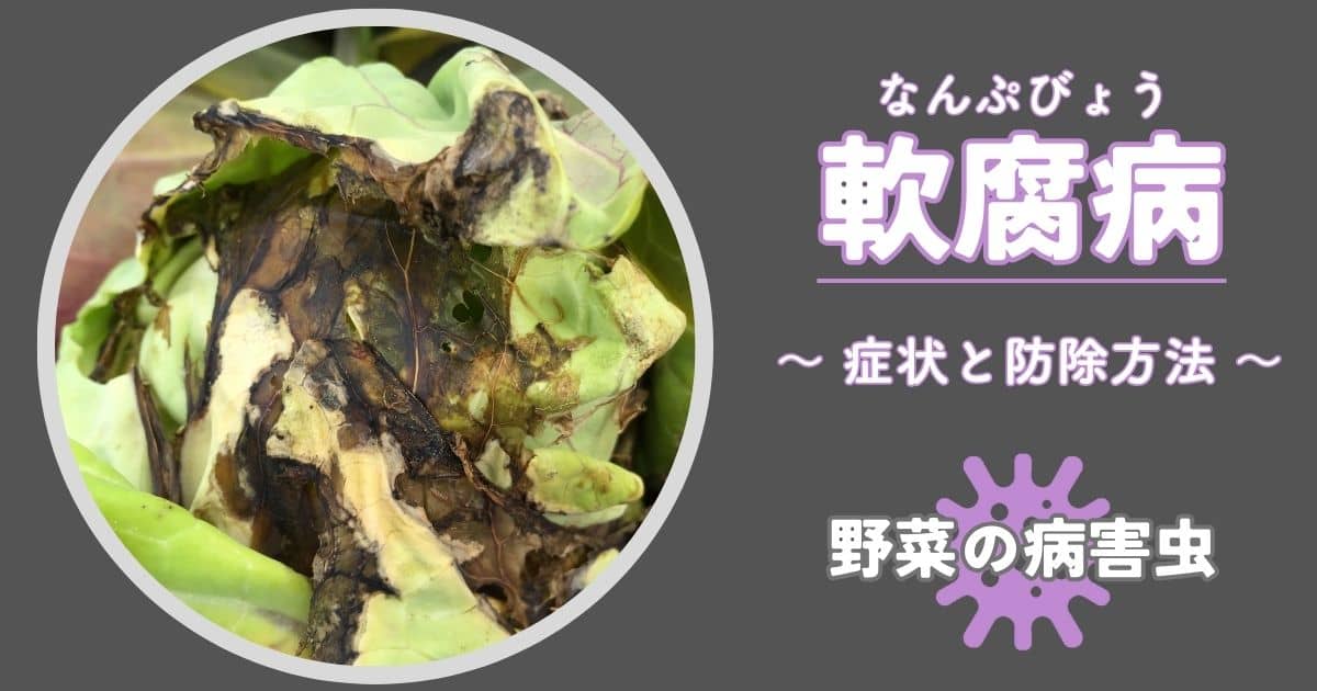 軟腐病（なんぷびょう）｜症状の見分け方・発生原因と防除方法 | やま