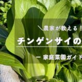 チンゲンサイ（青梗菜）の育て方・栽培のコツ -家庭菜園ガイド-