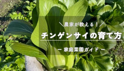 チンゲンサイ（青梗菜）の育て方と栽培のコツ