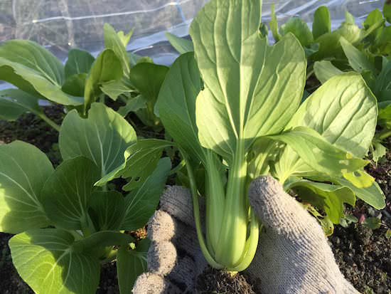 bok-choy-top.jpeg チンゲンサイ(青梗菜)の栽培
