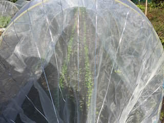 bok-choy03.jpeg チンゲンサイに防虫ネットを掛ける