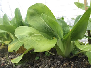 bok-choy07.jpeg 収穫期のチンゲンサイ