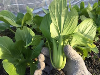 bok-choy08.jpeg チンゲンサイの収穫