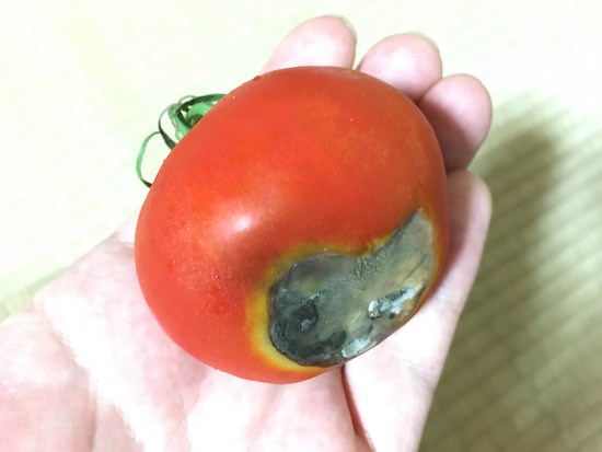 尻腐病になったトマト
