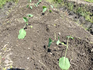 broccoli05.jpeg ブロッコリーの植え付け
