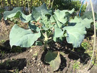 broccoli08.jpeg ブロッコリーの土寄せ