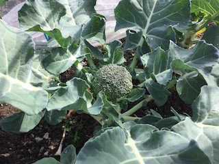 broccoli09.jpeg ブロッコリーのつぼみ(頂花蕾)