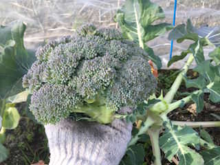 broccoli10.jpeg 収穫したブロッコリー