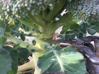 broccoli11.jpeg ブロッコリーの収穫