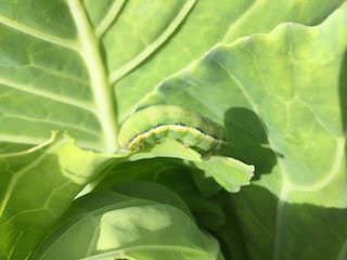 cabbage-armyworm.jpeg キャベツの葉を食害するヨトウムシ