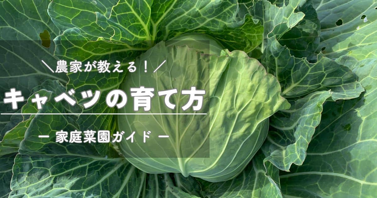 キャベツ苗　200本　年内から年明けにかけての収穫 キャベツ苗200本 年内から年明けにかけての収穫