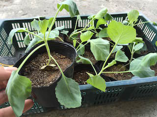 cabbage05.jpeg キャベツ苗の定植時期