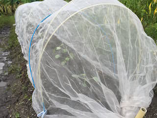 cabbage07.jpeg キャベツの若苗に防虫ネット
