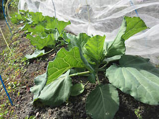 cabbage08.jpeg キャベツの追肥