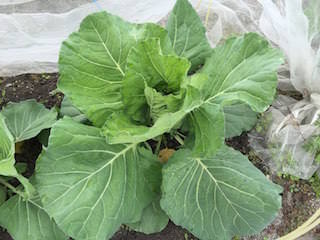 cabbage10.jpeg キャベツの結球が始まる