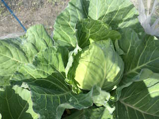 cabbage11.jpeg キャベツの結球