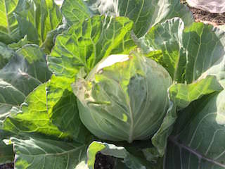 cabbage12.jpeg 収穫時期のキャベツ