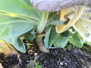 cabbage13.jpeg 根元を切ってキャベツの収穫